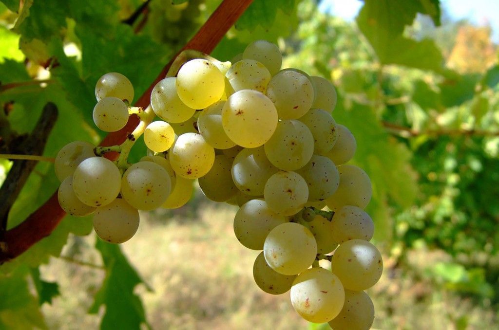 sauvignon-grande